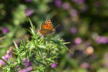 Small Copper Butterfly, U.K.  Macro image of an insect.