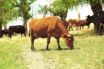 Obraz premium Cows grazing in summer meadow