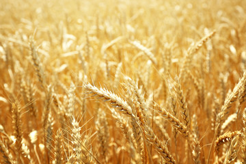 Beautiful summer field