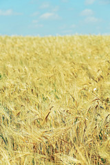 Beautiful summer field