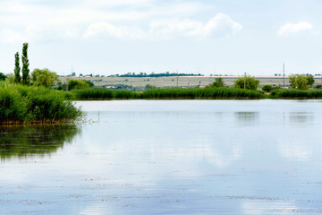 Beautiful lake with bulrush