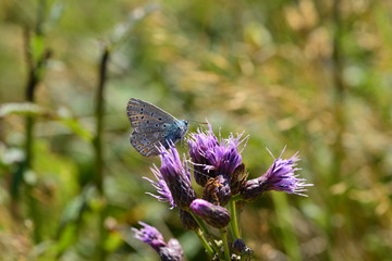 Common Blue Butterfly, U.K. Macro image of an insect.