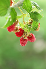 Branch of raspberries on blurred nature background