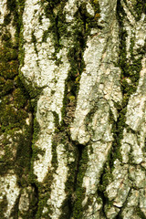 Tree bark background