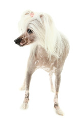 Chinese Crested dog isolated on white