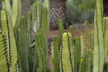 Kaktus mit Stacheln in einem botanischen Garten 