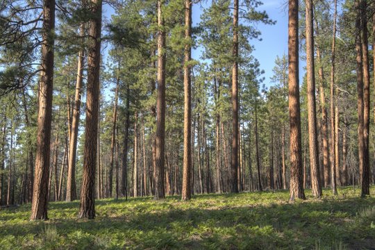 Ponderosa pine trees (Pinus ponderosa) in the central Oregon Cascade Mountains.  The tree—also called a western yellow pine—can grow to over 200 feet in height.  
