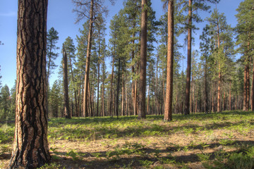 Ponderosa pine trees (Pinus ponderosa) in the central Oregon Cascade Mountains.  The tree—also called a western yellow pine—can grow to over 200 feet in height.   © Rex Wholster