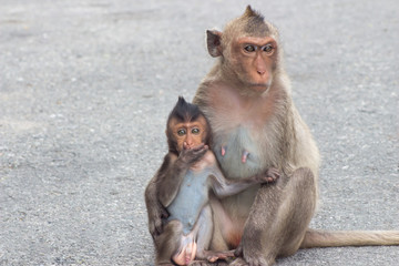 Fototapeta premium サルの親子の愛