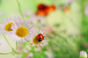 Ladybug on flower, closeup