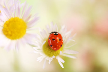Ladybug on flower, closeup