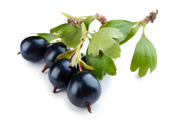 Wild black currant with green leaves isolated on white