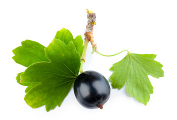 Wild black currant with green leaves isolated on white