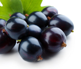 Wild black currant with green leaves isolated on white