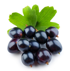 Wild black currant with green leaves isolated on white
