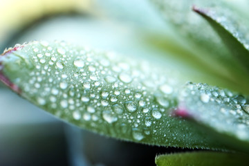 Beautiful succulent plant with water drops close up