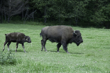 Mother and baby buffalo