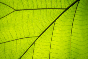 Naklejka na ściany i meble green leaf veins background, abstract blur focus
