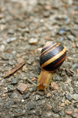 Snail creeping on ground