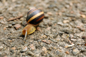 Snail creeping on ground