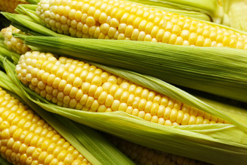 Fresh corn on cobs, closeup