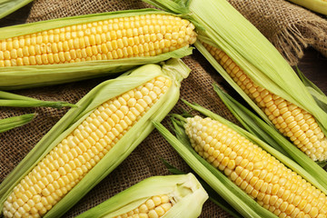 Fresh corn on cobs on sackcloth, closeup