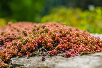 Beautiful moss clusters on the pavement
