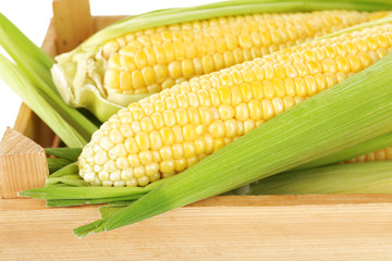Fresh corn on cobs in wooden crate, closeup