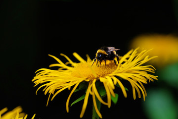 Bee on flower, close-up