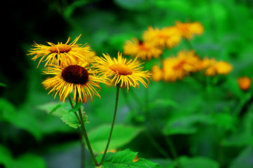 Yellow flowers with green leaves