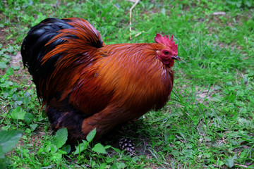 Cock on green grass background