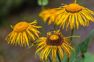 Beautiful mecsek yellow flower
