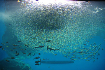 水族館
