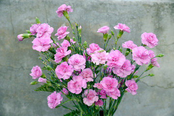 Obraz na płótnie Canvas Pink Carnations