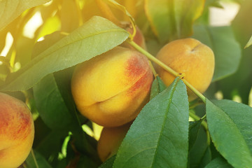 Branch of peach tree, closeup