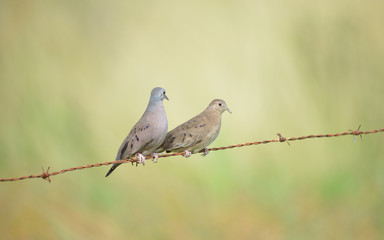 Ruddy ground doves