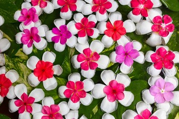 Frangipani Spa Flowers background