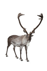Naklejka premium Reindeer isolated on white