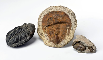 Cambrian Period Trilobites. © W.Scott McGill