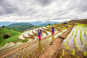 Hmong woman with rice field terrace background