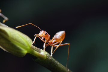 Ants walking on a branch