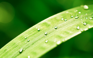 Close-up of a leaf and water drops on it background