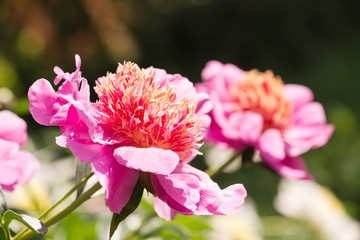 Pink peonies