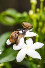 snail on white flower