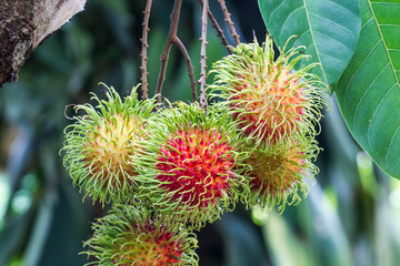 Rambutan on tree
