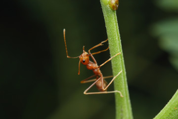 Ants walking on a branch