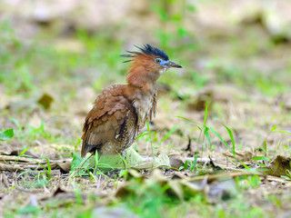 Bird (Malayan Night Heron) , Thailand