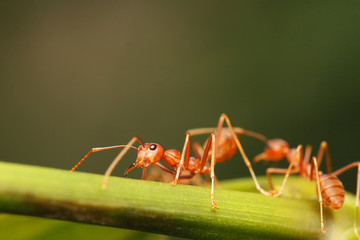 Ants walking on a branch