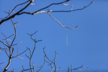 Dry brunch of tree with blue sky, Blur style.
