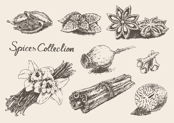 Set hand drawn spices and herb collection Vector